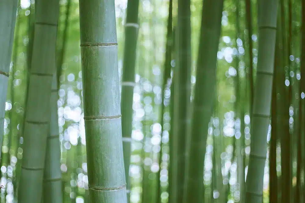 Macro shot of bamboo forest with light peaking through